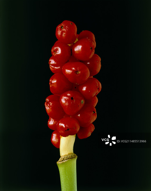 斑叶阿茹姆植物浆果图片素材