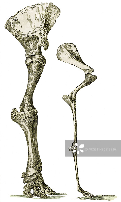 大象和骆驼腿骨艺术品图片素材