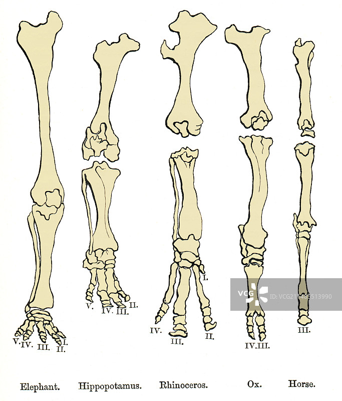 动物足部的对比（历史艺术作品）图片素材