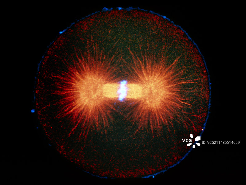 海胆有丝分裂的免疫荧光显微照片图片素材