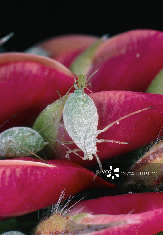 羽扇豆蚜虫的孤雌生殖图片素材