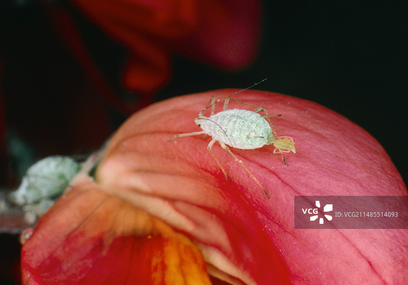 羽扇豆蚜虫的孤雌生殖图片素材