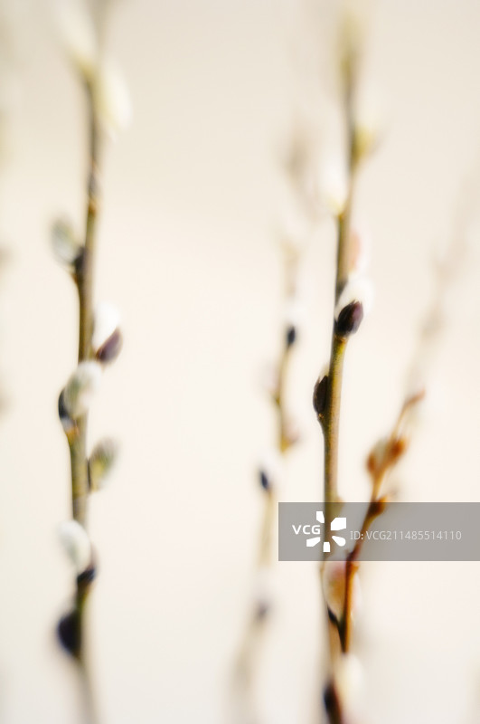 白柳柳絮（Salix alba）图片素材