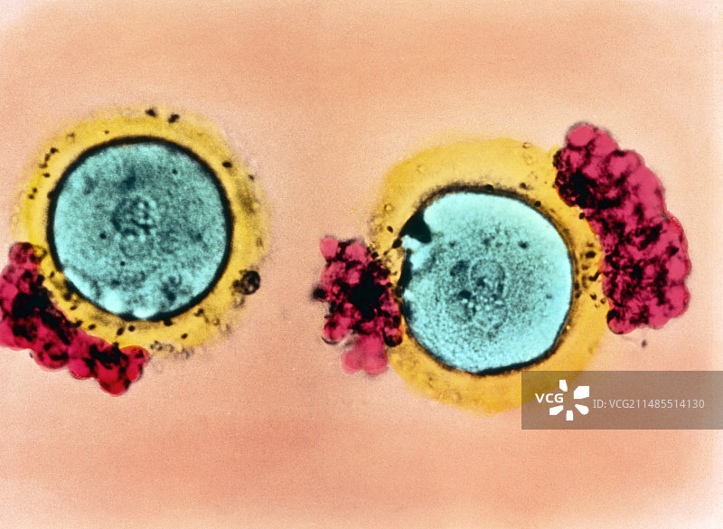 两个受精多精卵的彩色LM图片素材