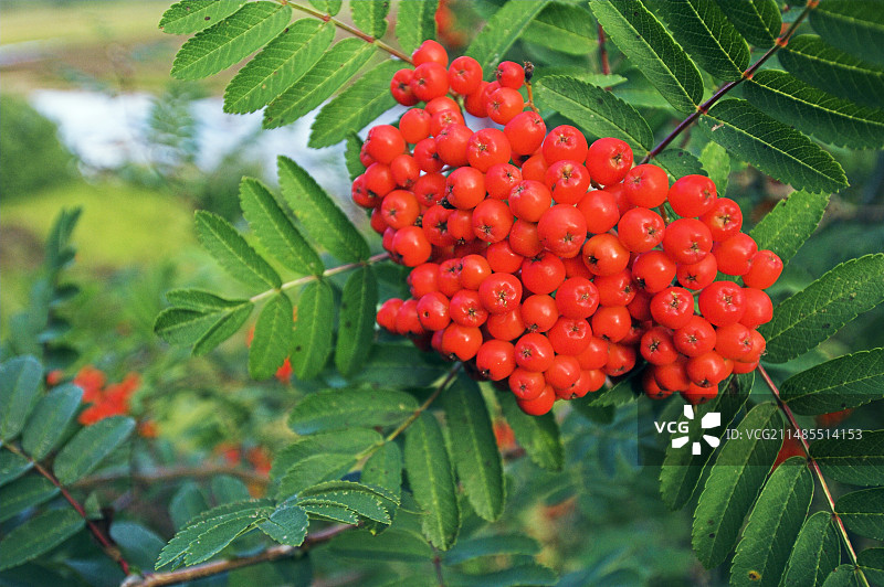 欧洲花楸浆果图片素材