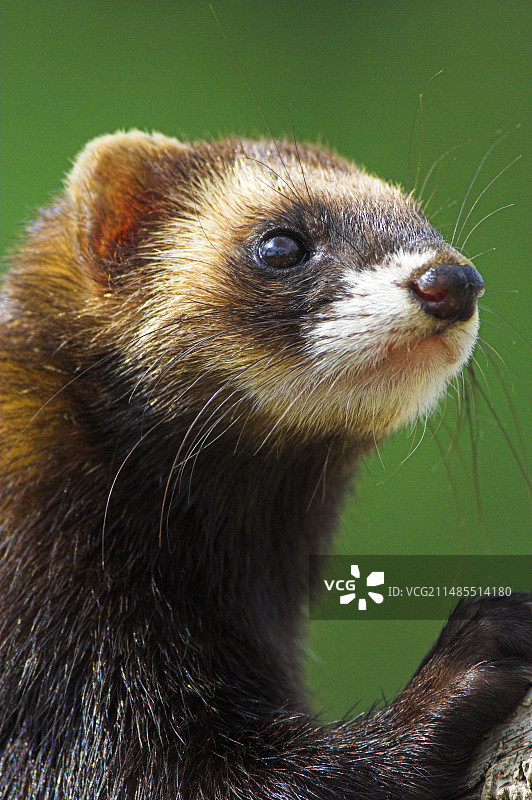 欧洲艾鼬图片素材