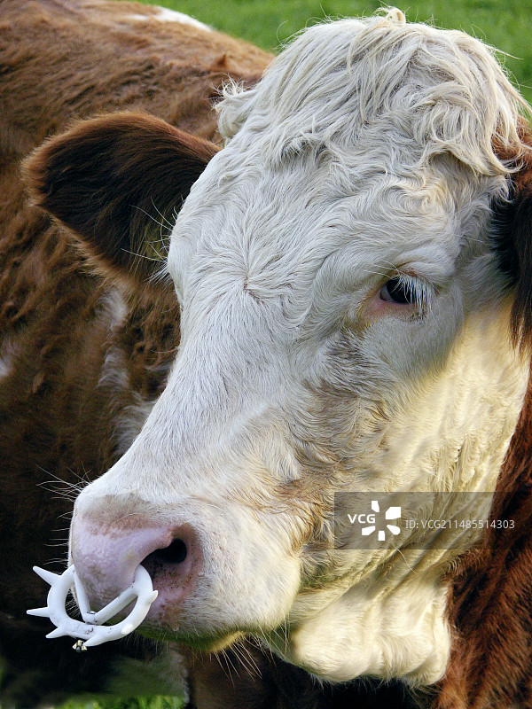 Hinterwald 公牛图片素材