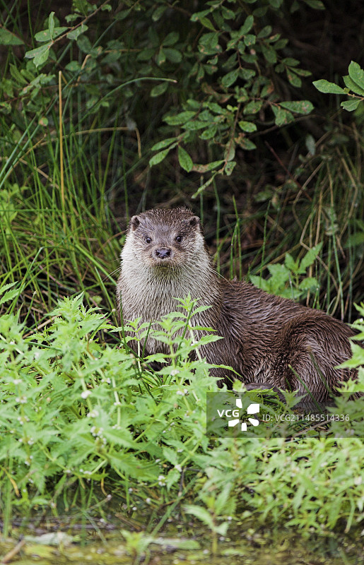 欧亚水獭图片素材