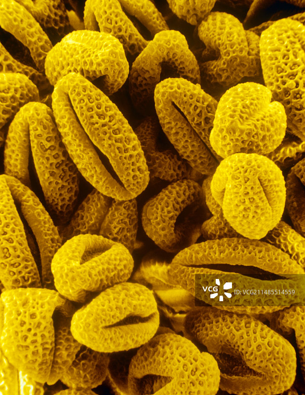 柳树花粉图片素材