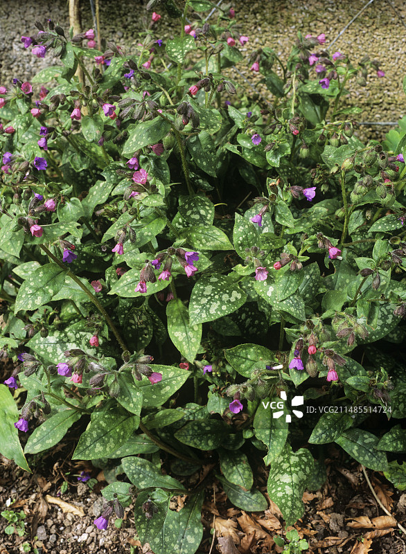 肺草（月亮夫人）图片素材