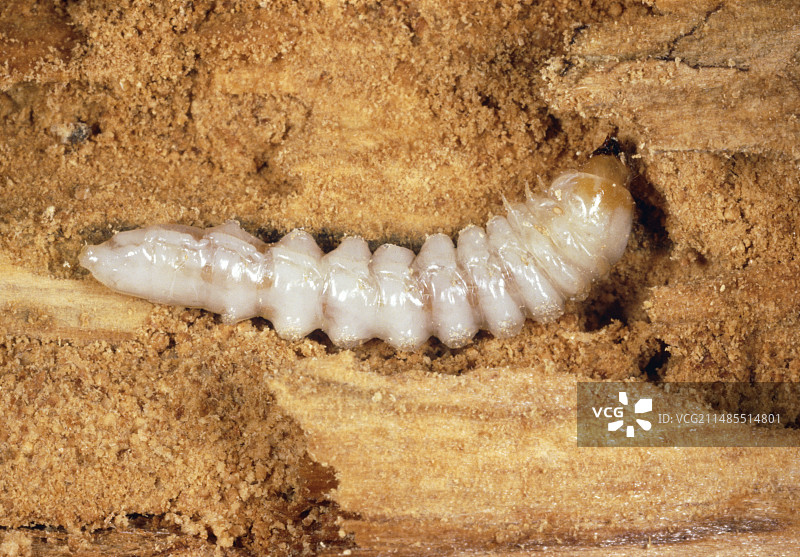 在枯木中的红萤叶甲幼虫图片素材