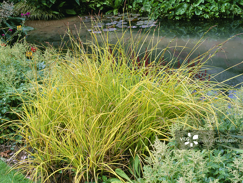 金叶苔草图片素材