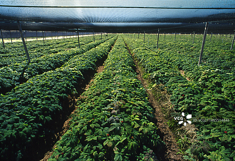 加拿大人参农场图片素材