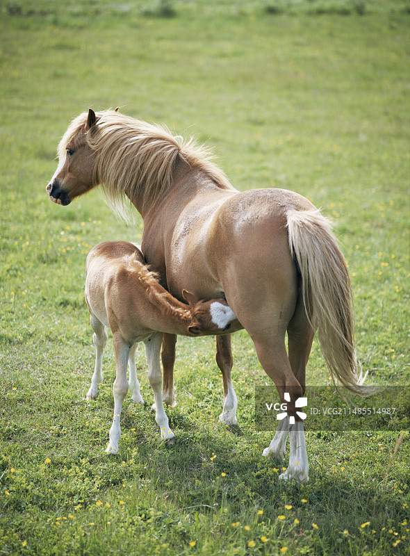 母马喂养幼崽图片素材
