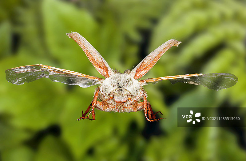 欧洲蝼蛄甲虫，扫描电镜合成图图片素材
