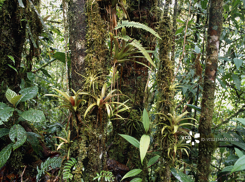 雨林中树木上生长的凤梨科植物图片素材