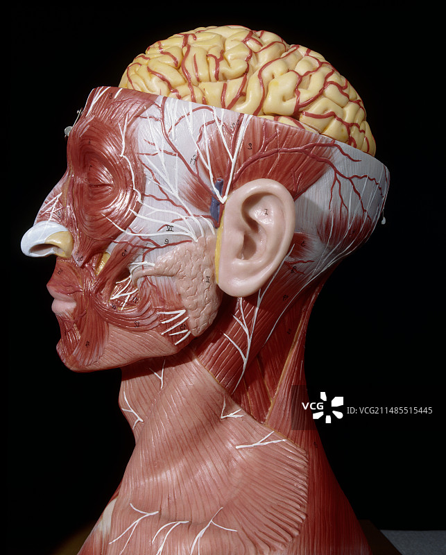 大脑和面部肌肉模型头部展示图片素材