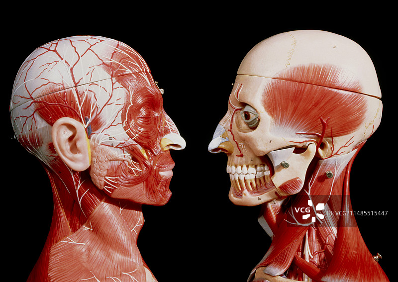 模特头部的面部肌肉图片素材