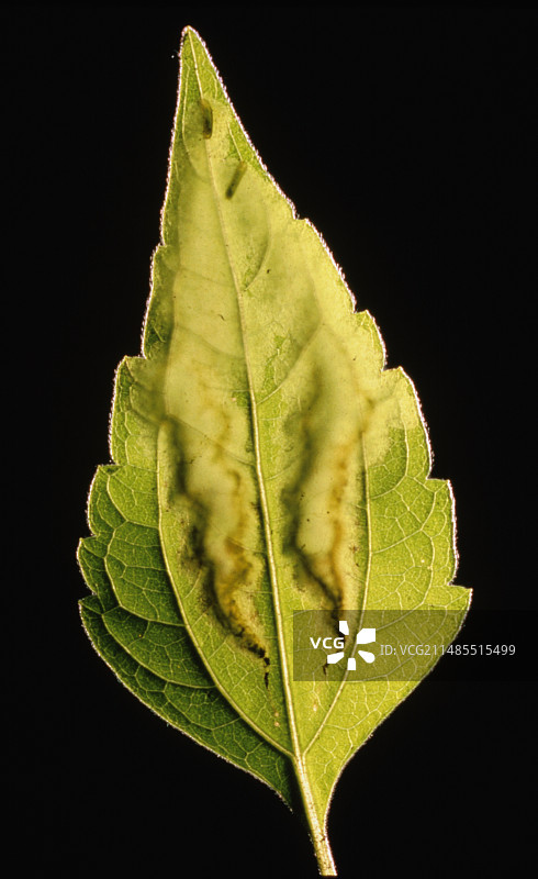 叶子上叶螨的痕迹和幼虫图片素材