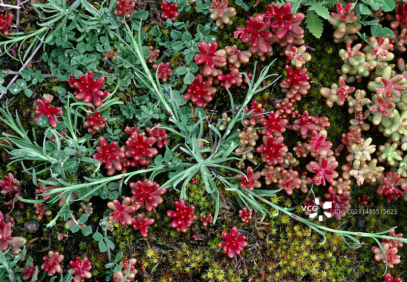 景天属植物的多肉叶片图片素材
