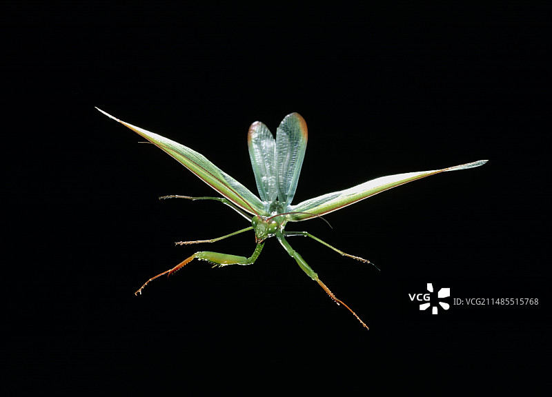 飞行中的螳螂图片图片素材