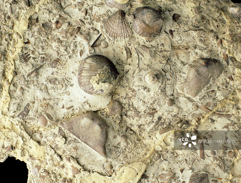 志留纪腕足动物化石贝壳图片素材