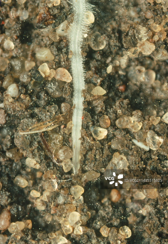 年轻的萝卜根图片素材