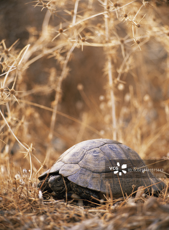 希腊陆龟图片素材