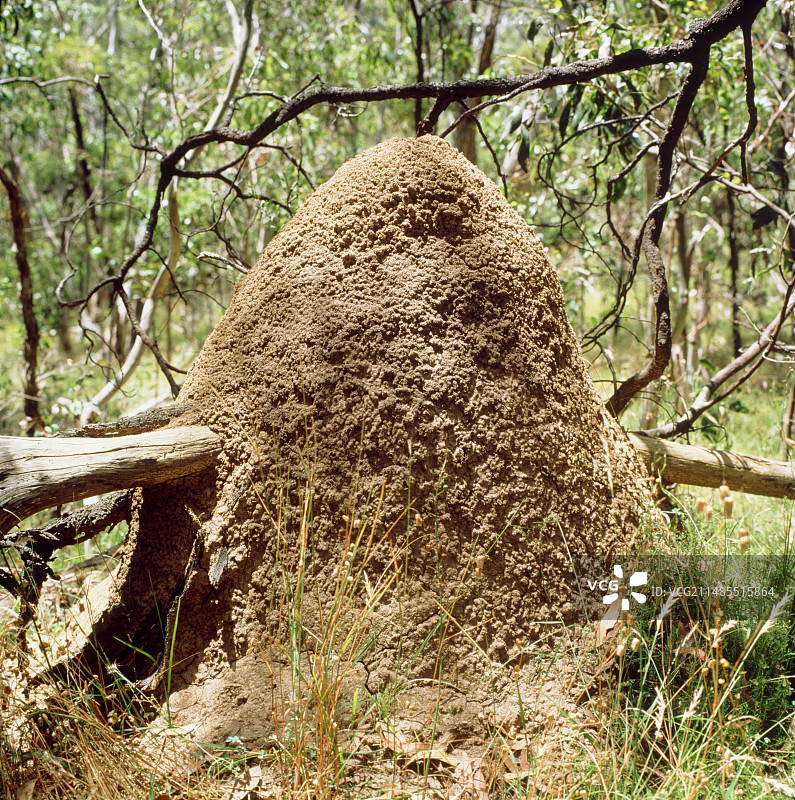 白蚁丘景观图片素材