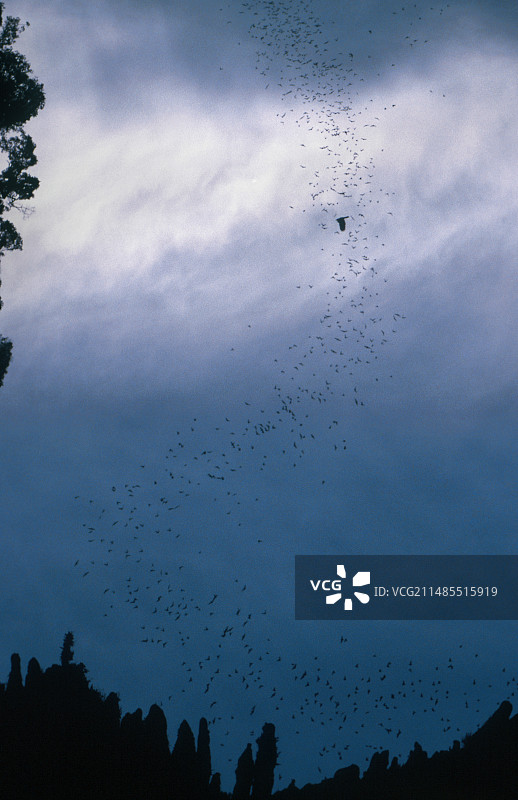 蝙蝠群图片素材