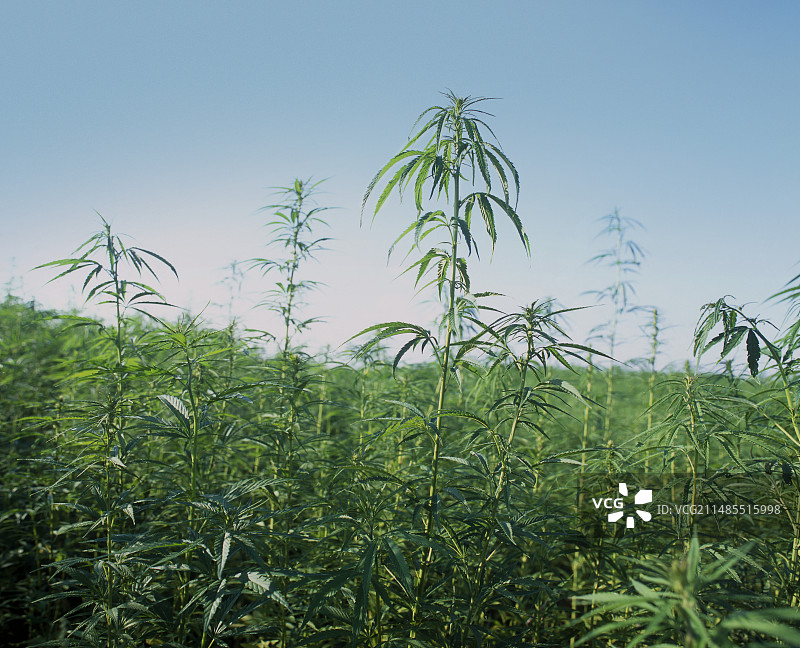 大麻植物（大麻）图片素材