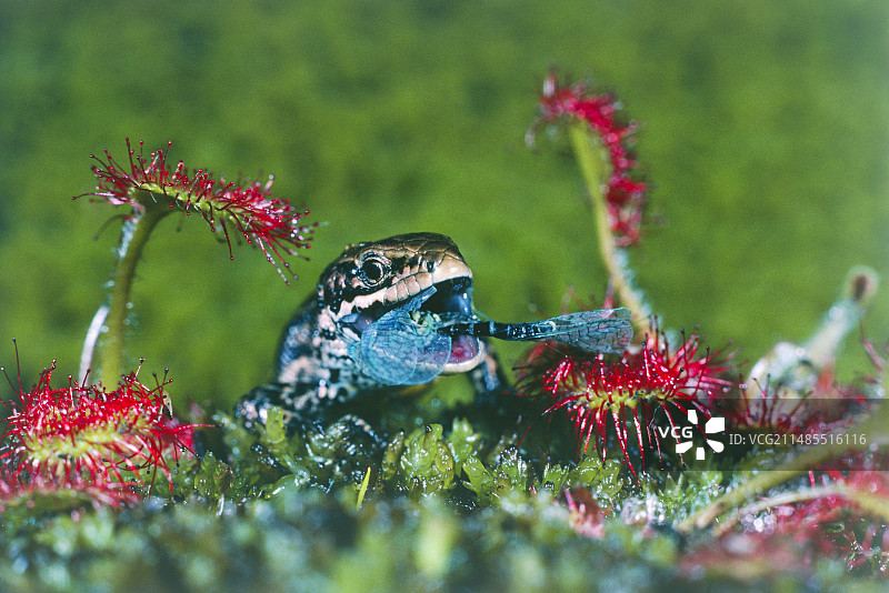 蜥蜴捕食被茅膏菜困住的草蛉图片素材