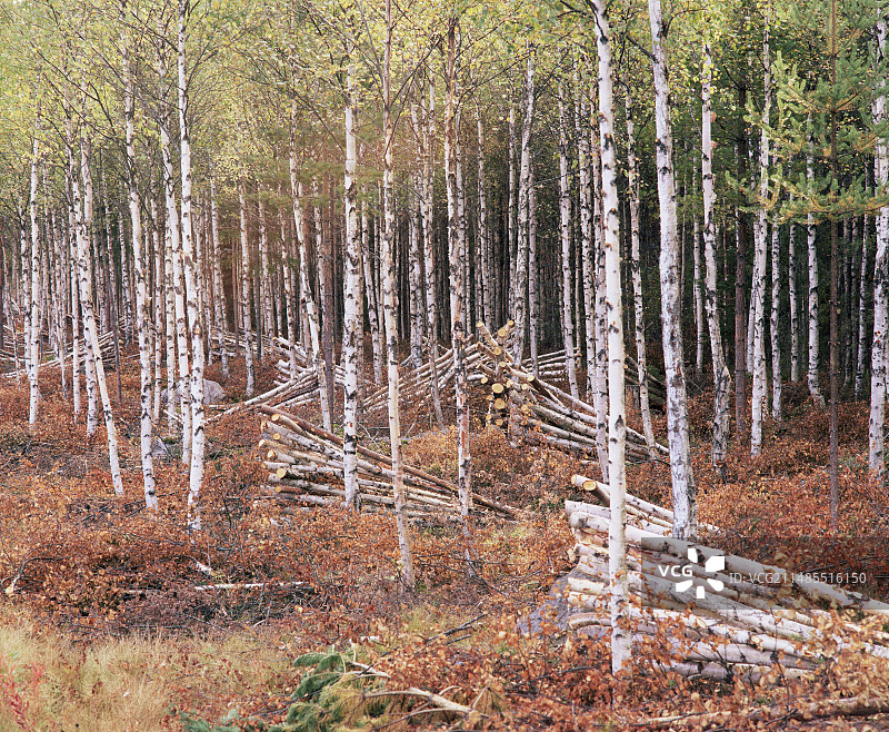 赤杨林木材采伐图片素材