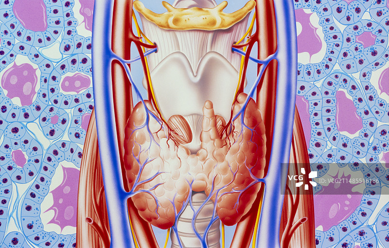 甲状腺及显微视图插画图片素材