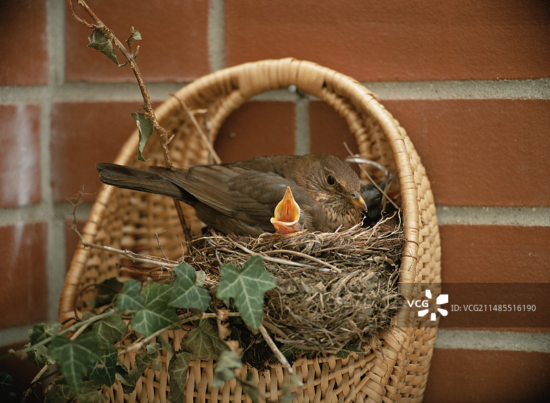 黑鸟巢图片素材