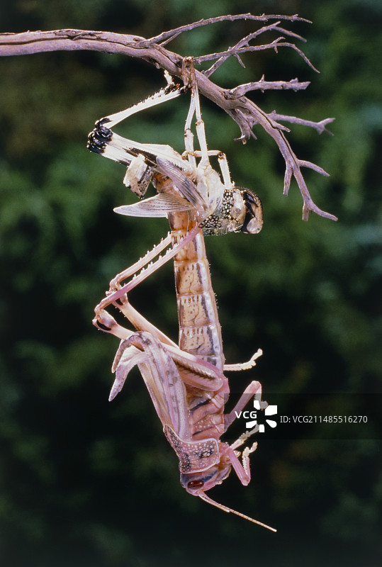 沙漠蝗虫蜕皮的微距照片图片素材