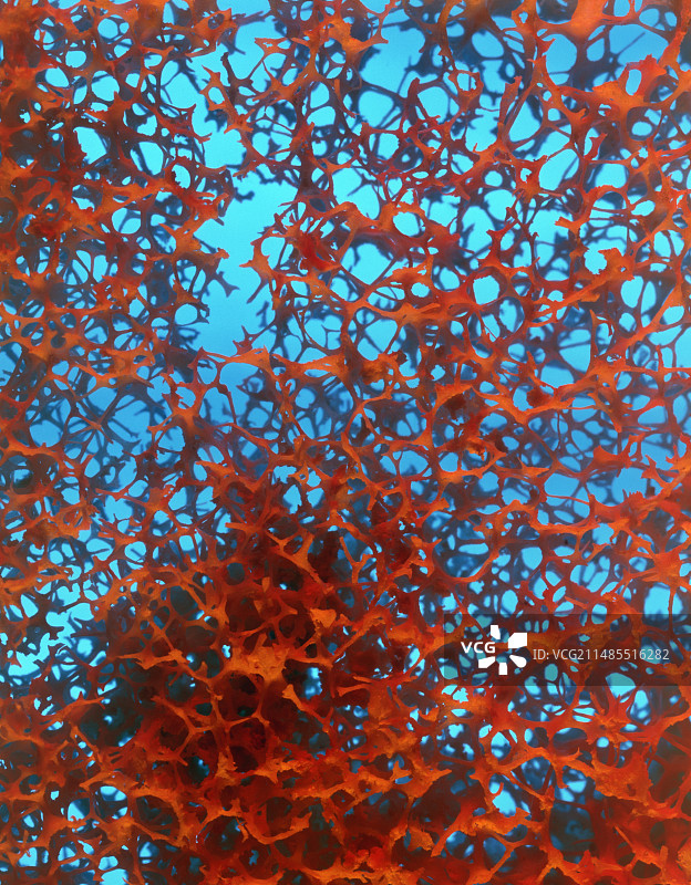 正常椎骨的松质骨图片素材