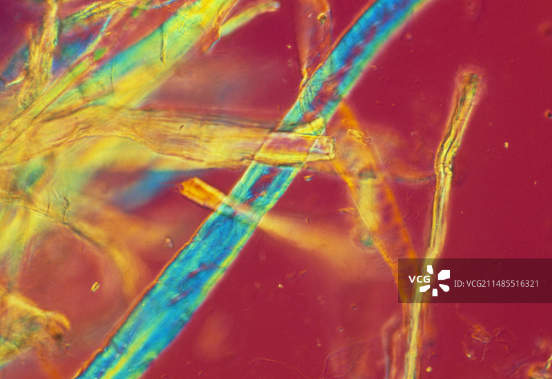 纺织用纯纤维素纤维光镜图图片素材