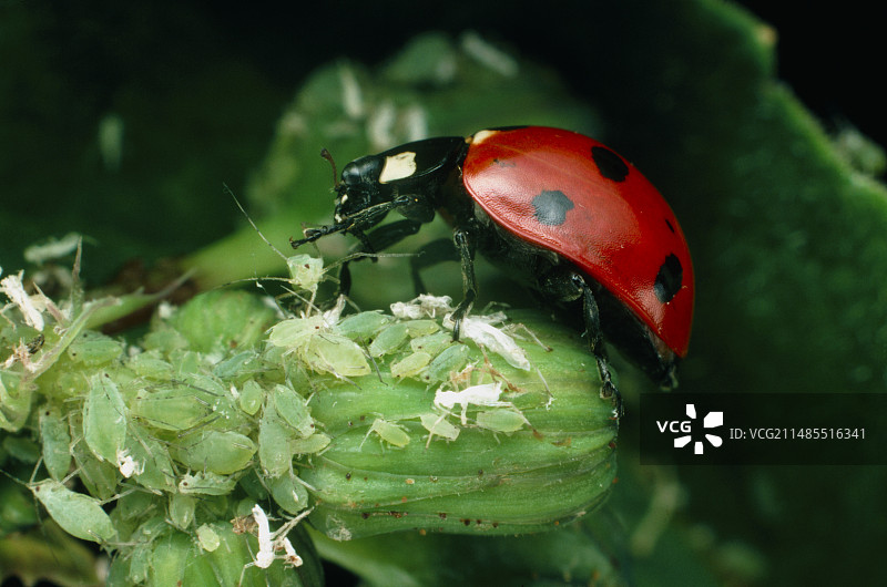 七星瓢虫捕食蚜虫图片素材