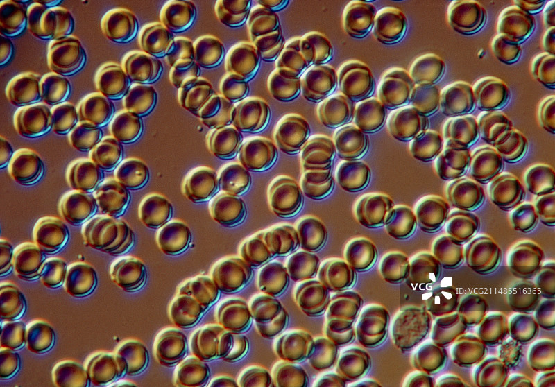 红细胞群的光学显微照片图片素材