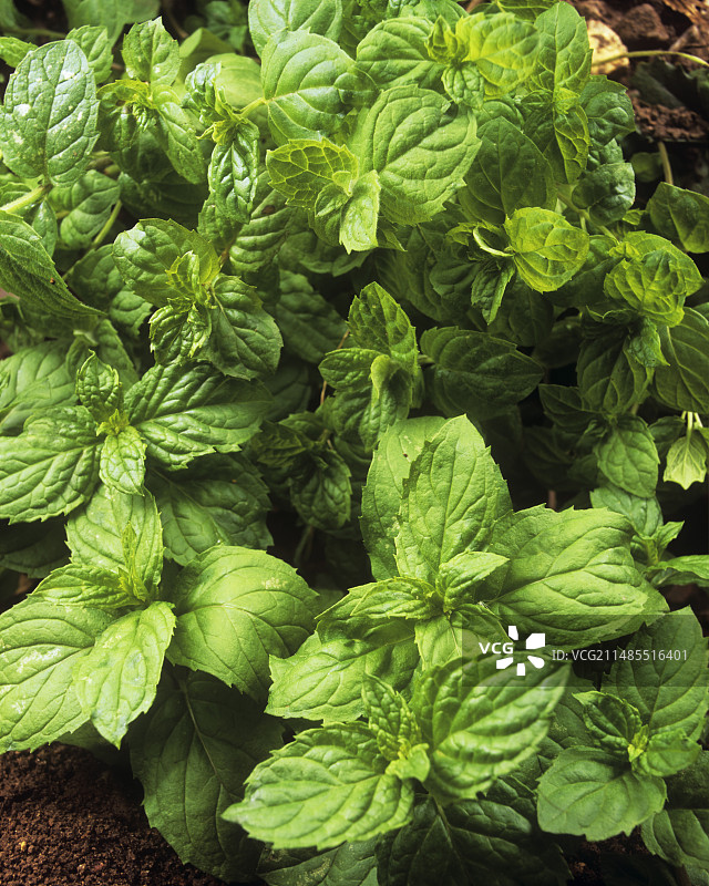 薄荷叶（Mentha sp.）图片素材