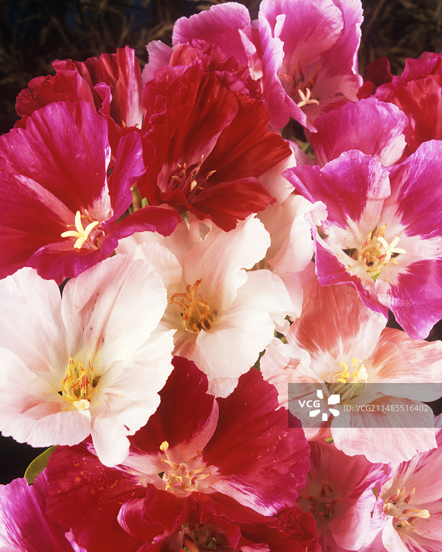 克拉克花图片素材