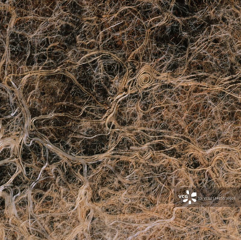 盆栽榆树的根图片素材