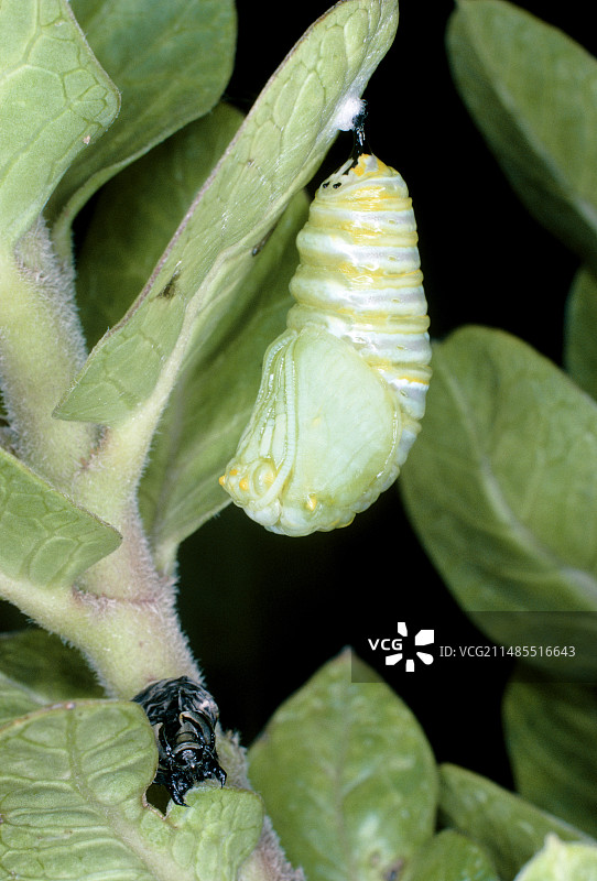 帝王蝶（Danaus plexippus）的蛹图片素材