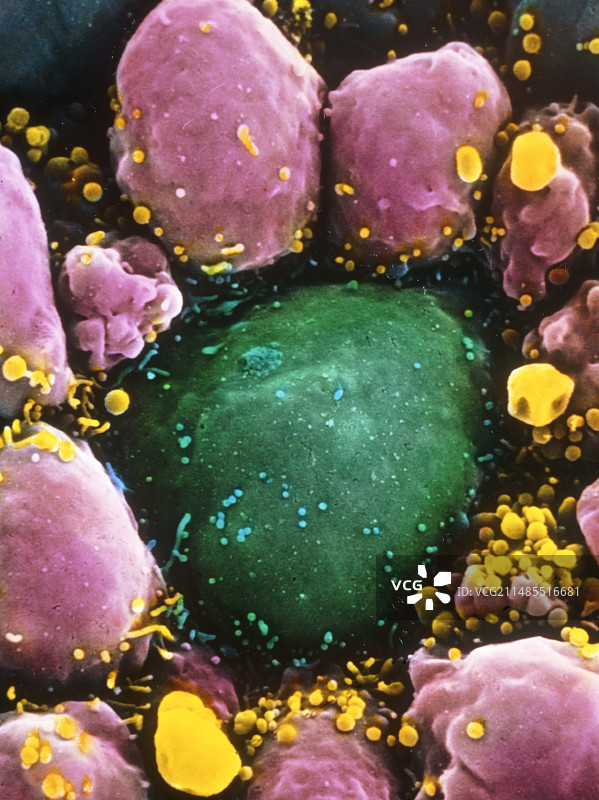 原始生殖细胞的伪彩色扫描电镜图像图片素材