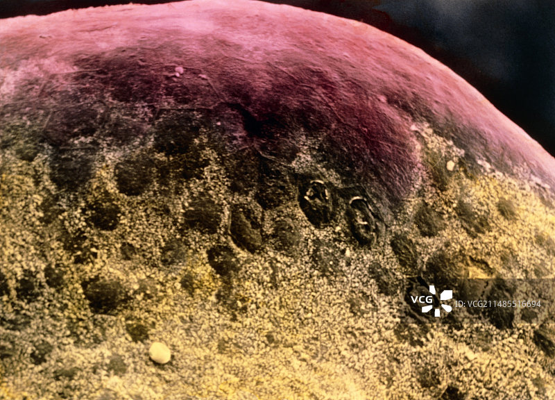 卵巢表面的伪彩色扫描电镜图图片素材