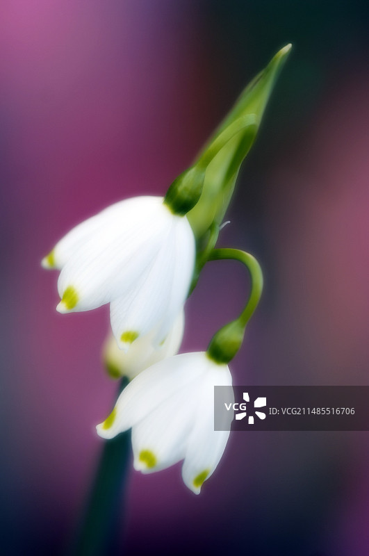 巨型雪花莲图片素材