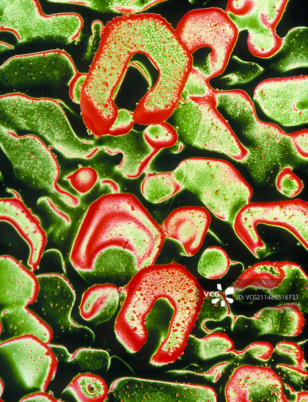 霜的伪彩色扫描电子显微镜图像图片素材