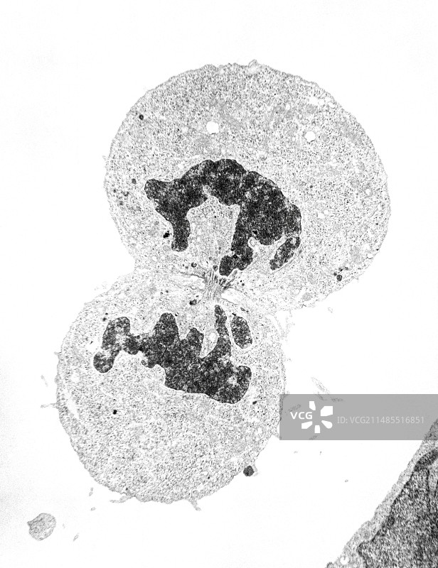 人肾细胞有丝分裂（末期）的透射电镜图片素材