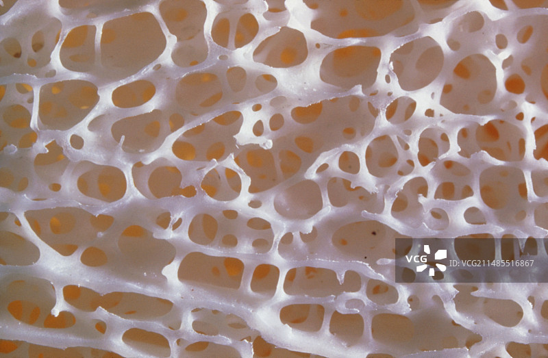 特写：正常人体的松质骨图片素材